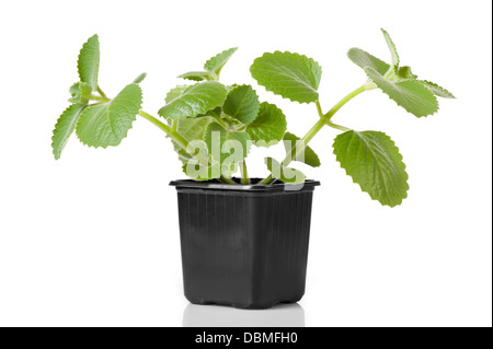 Plectranthus amboinicus mexican mint Stock Photo