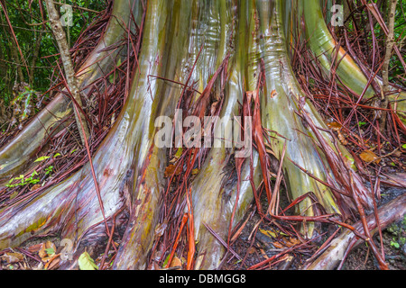 Rainbow Eucalyptus tree, Eucalyptus deglupta Stock Photo