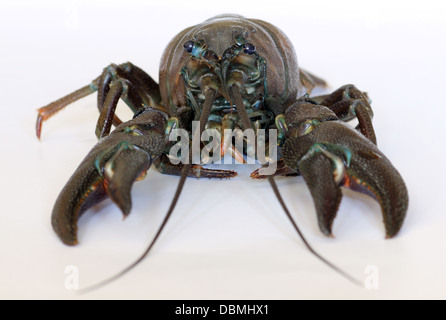 American signal crayfish, Pacifastacus leniusculus, an alien invasive species to the UK and Europe, from North America. Stock Photo