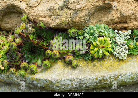 Stonecrop, alpines and sempervivums planted to effect in old masonry garden feature Stock Photo