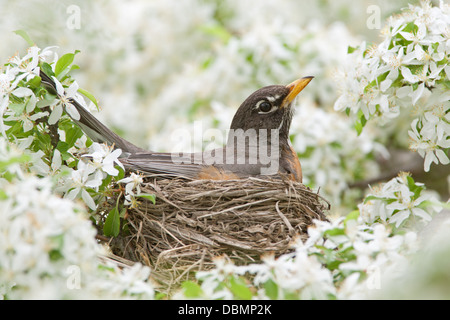 American Robin incubating Nest in Crabapple Blossoms perching bird songbird Ornithology Science Nature Wildlife Environment Stock Photo