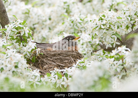 American Robin incubating Nest in Crabapple Blossoms perching bird songbird Ornithology Science Nature Wildlife Environment Stock Photo