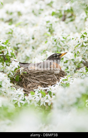 American Robin incubating Nest in Crabapple Blossoms - vertical perching bird songbird Ornithology Science Nature Wildlife Environment Stock Photo