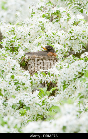 American Robin incubating Nest in Crabapple Blossoms - vertical perching bird songbird Ornithology Science Nature Wildlife Environment Stock Photo