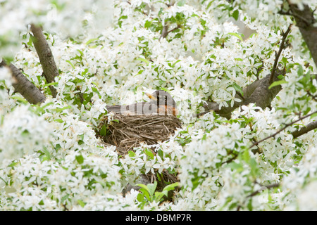 American Robin incubating Nest in Crabapple Blossoms perching bird songbird Ornithology Science Nature Wildlife Environment Stock Photo
