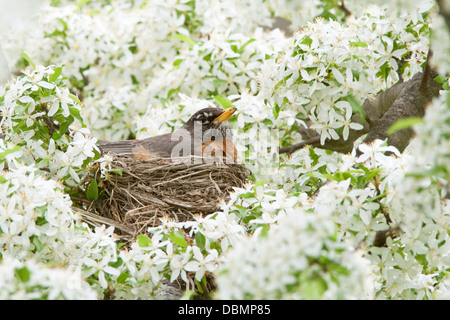 American Robin incubating Nest in Crabapple Blossoms Stock Photo