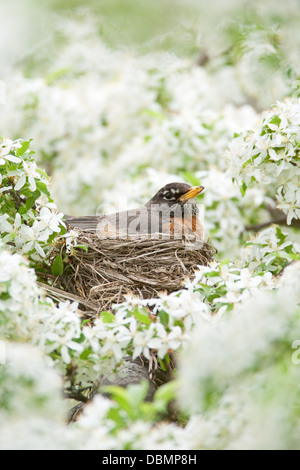 American Robin incubating Nest in Crabapple Blossoms - vertical perching bird songbird Ornithology Science Nature Wildlife Environment Stock Photo