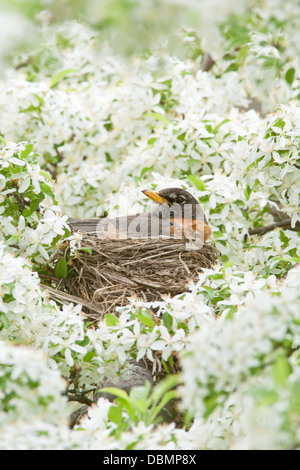 American Robin incubating Nest in Crabapple Blossoms perching bird songbird Ornithology Science Nature Wildlife Environment vertical Stock Photo