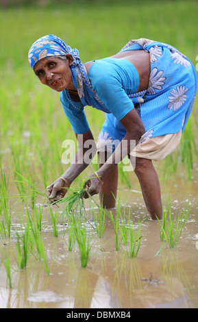 Rural Indian old  woman working in a paddy field South India Stock Photo