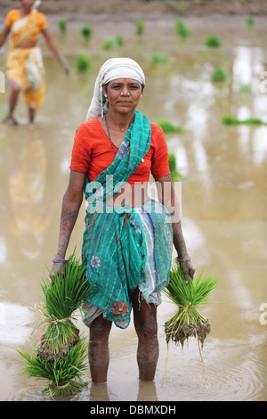Indian women in a paddy field Andhra Pradesh South India Stock Photo ...
