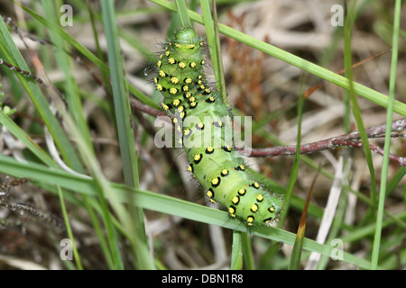 Detailed close-ups of the exotic looking Small Emperor Moth Caterpillar (Saturnia pavonia) - 22 images in series Stock Photo