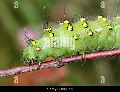 Small Emperor Moth Caterpillar (Saturnia pavonia) Stock Photo