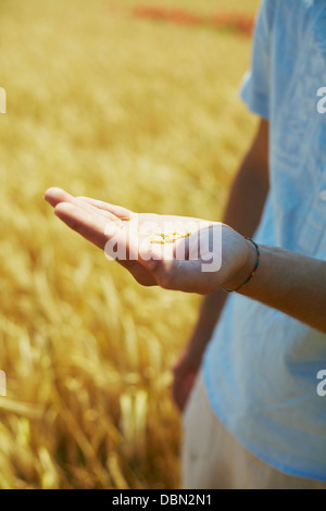 Person In Wheat Field, Croatia, Dalmatia, Europe Stock Photo