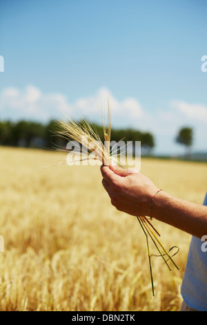 Farmer Holding Wheat Stalks In Hands, Croatia, Dalmatia, Europe Stock Photo