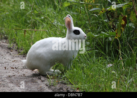 European rabbit (Oryctolagus cuniculus), albino Stock Photo - Alamy