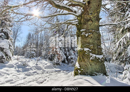 Large tree without snow surrounded by a forest covered with snow. Sun shinning in a blue sky Stock Photo