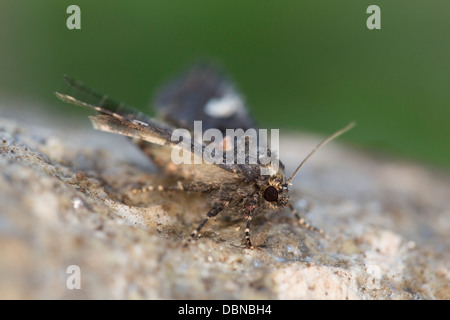 Dot Moth; Melanchra persicariae; July; Cornwall; UK Stock Photo