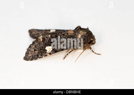 Dot Moth; Melanchra persicariae; July; Cornwall; UK Stock Photo