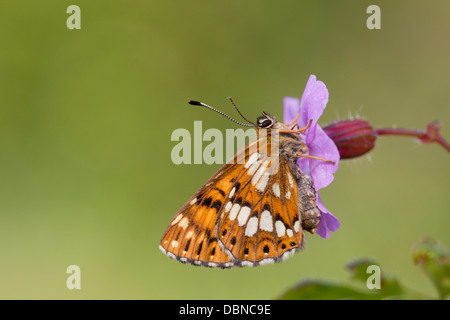 Duke of Burgundy Fritillary Butterfly; Hamearis lucina; UK Stock Photo