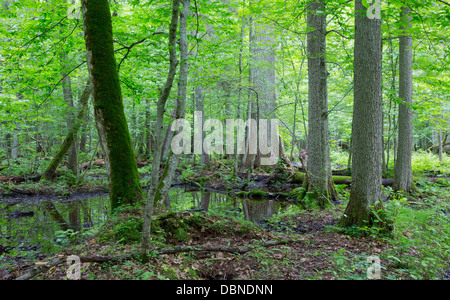 Moss wrapped broken tree lying over water in old natural summertime deciduous stand of Bialowieza Forest Stock Photo
