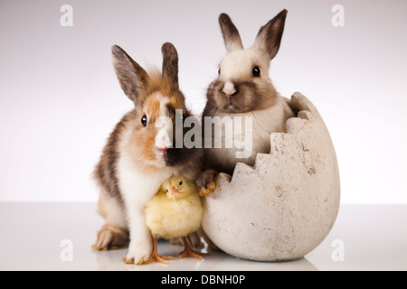 Chick in bunny Stock Photo