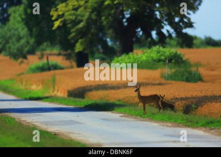 Roe Deer On Road, Croatia, Slavonia, Europe Stock Photo
