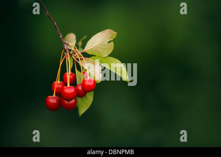 Fresh Cherries On Tree, Croatia, Slavonia, Europe Stock Photo