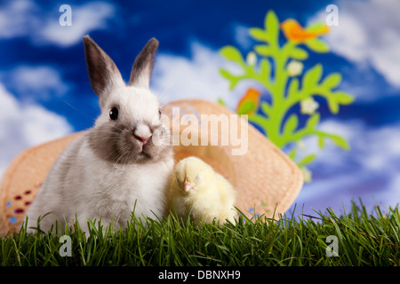 Chick in bunny Stock Photo