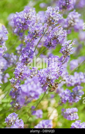 A honey bee on English lavender 'Hidcote Blue',Lavandula angustifolia, an evergreen aromatic shrub with violet-purple flowers. Stock Photo