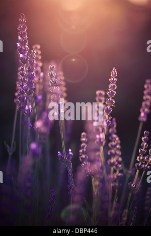 Lavender Field, Island Hvar, Croatia, Europe Stock Photo