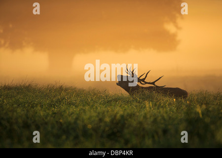 Stag In Field At Dawn Stock Photo