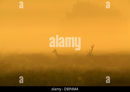 Stag And Deer At Sunrise