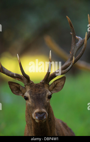 Stag, Portrait Stock Photo