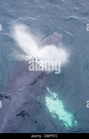 Adult humpback whale (Megaptera novaeangliae) surfacing off the Enterprise Islands, Antarctica, Southern Ocean, Polar Regions Stock Photo