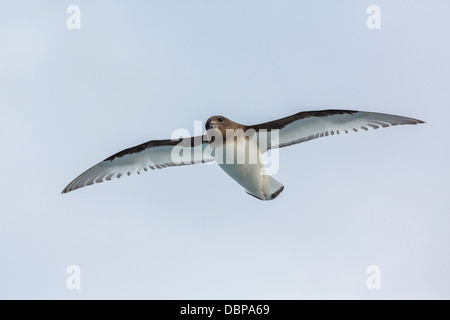 Adult Antarctic petrel (Thalassoica antarctica) in flight, Drake Passage, Antarctica, Southern Ocean, Polar Regions Stock Photo