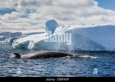 Antarctic Minke Whale Balaenoptera Bonaerensis Adult Feeding At Sea ...