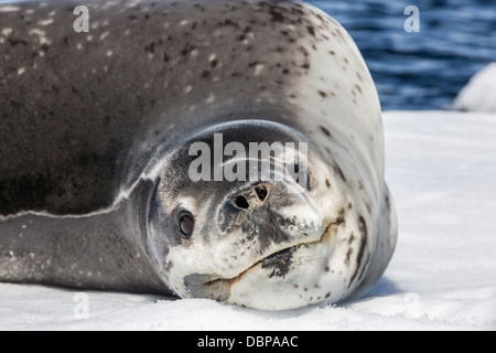 Adult leopard seal (Hydrurga leptonyx), Booth Island, Antarctica, Southern Ocean, Polar Regions Stock Photo