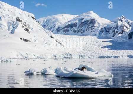 Adult leopard seal (Hydrurga leptonyx), Paradise Bay, Antarctica, Southern Ocean, Polar Regions Stock Photo