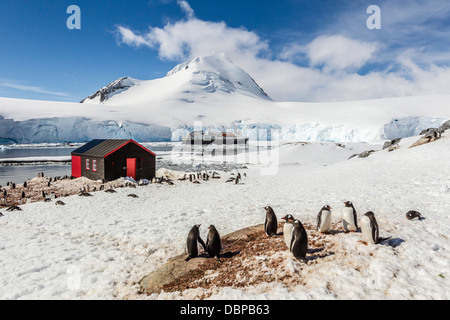 Gentoo penguins (Pygoscelis papua) surround the buildings at Port Lockroy, Antarctica, Southern Ocean, Polar Regions Stock Photo