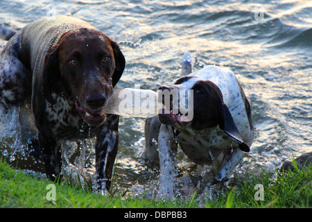 Two German short haired pointers playing with a plastic bottle and exiting water Stock Photo
