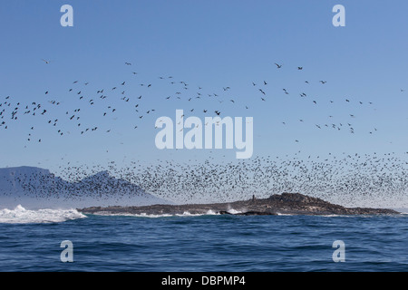 Cape cormorant (Phalacrocorax capensis) or Cape Cormorant, Seal Island ...