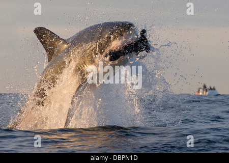 Great white shark (Carcharodon carcharias), Seal Island, False Bay, Simonstown, Western Cape, South Africa, Africa Stock Photo