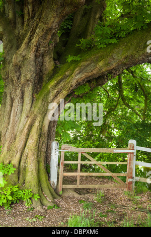 An old gateway beside the River Thames on the Thames Path framed by an ancient Horse Chestnut tree, Dorchester-on-Thames, Oxfordshire, England Stock Photo