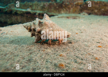 White-speckled Hermit Crab (Paguristes punticeps) on the wreck of the Prince Albert off the island of Roatan, Honduras. Stock Photo