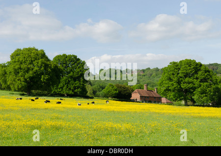 Old cottage seen across field of Buttercups with cows feeding. Vann Common, Fernhurst, West Sussex, UK. June. Stock Photo