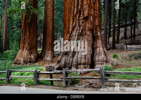 Cluster of bottom of enormous Giant Sequoia redwood tree trunks  near road in Yosemite National Park Stock Photo