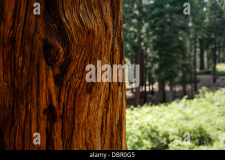 Close-up of giant sequoia redwood tree trunk bark pattern in meadow in Yosemite National Park Stock Photo