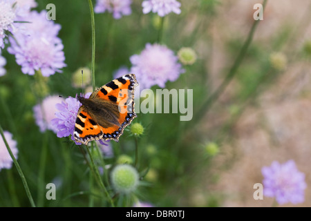 Aglais urticae. Small tortoiseshell butterfly on scabious flower. Stock Photo