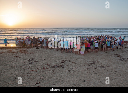 Tourists watch as newly-hatched Kemp's ridley sea turtles are released into the Gulf of Mexico. Stock Photo