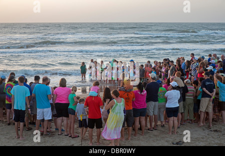 Tourists watch as newly-hatched Kemp's ridley sea turtles are released into the Gulf of Mexico. Stock Photo